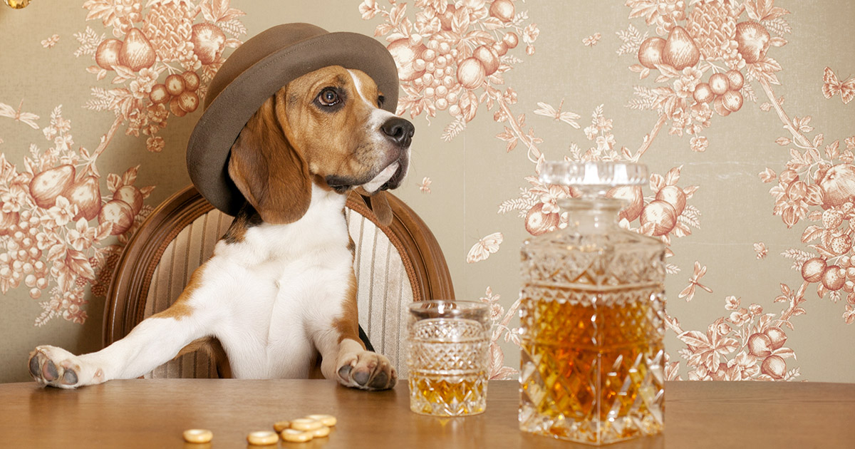 Top 50 Whisky Themed Names for Cats and Dogs Whiskey DrinkWire
